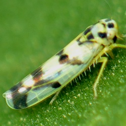 Eupteryx atropunctata